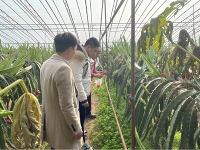 高新區(qū)馬山街道開展春節(jié)前農(nóng)產(chǎn)品質(zhì)量安全抽檢與技術(shù)指導(dǎo)