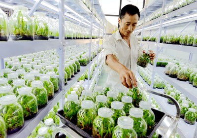 房縣擦亮“藥庫(kù)”品牌 藥材種植技術(shù)開發(fā)引領(lǐng)產(chǎn)業(yè)升級(jí)