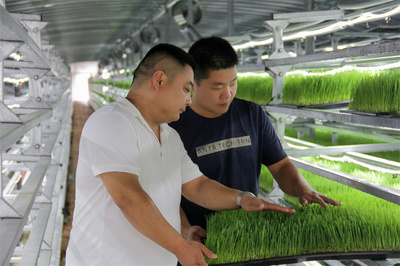 庫(kù)爾勒市 水培飼草技術(shù)開發(fā)助力牛羊健康養(yǎng)殖