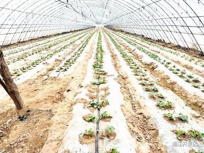 通遼開發(fā)區(qū) 種植技術(shù)開發(fā)助力脫貧攻堅(jiān)，鄉(xiāng)村振興奔小康