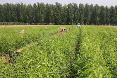 優(yōu)質(zhì)水蜜桃示范產(chǎn)業(yè)化開發(fā)基地落戶德勝農(nóng)林 推動(dòng)種植技術(shù)革新與產(chǎn)業(yè)鏈升級(jí)