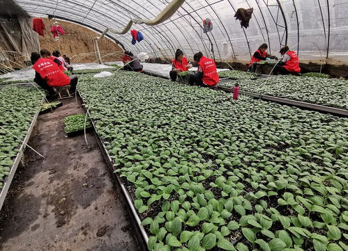 驛城區(qū)禾綠農(nóng)業(yè) 以技術(shù)開發(fā)為根基，扶貧濟(jì)困送溫暖